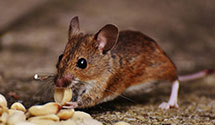 24 Hour & Emergency Exterminators in Oldhams, VA